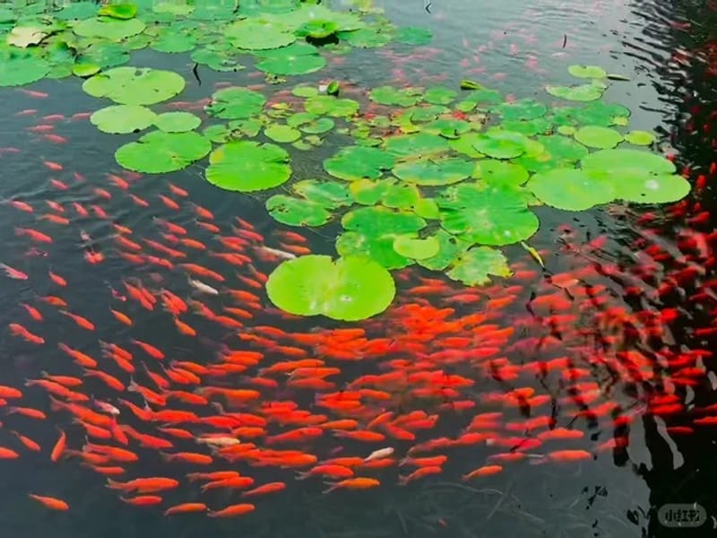 Shenzhen: 'Qiandao Lake' View & Reservoir Private Day Trip