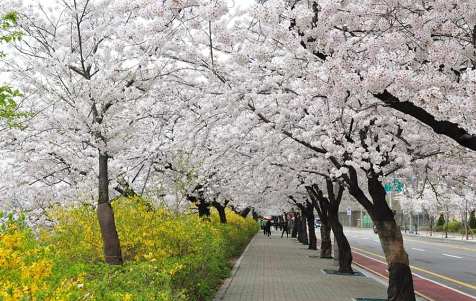Spring 3 days Seoul & Mt Seorak Cherry blossom with Nami Island on 7 to 14 Apr