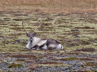 3 Day Southeast Photo Tour With Sindri Local Guide Home Dinner, photo 12