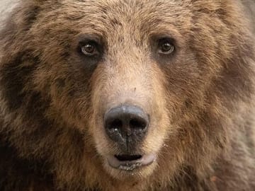 Brown bear face