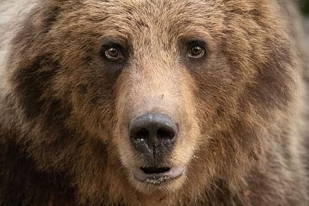 Bear Watching Hiking Tour in the High Tatras from Poprad