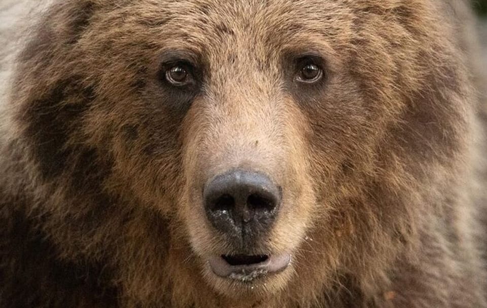 Bear Watching Hiking Tour in High Tatras from Poprad