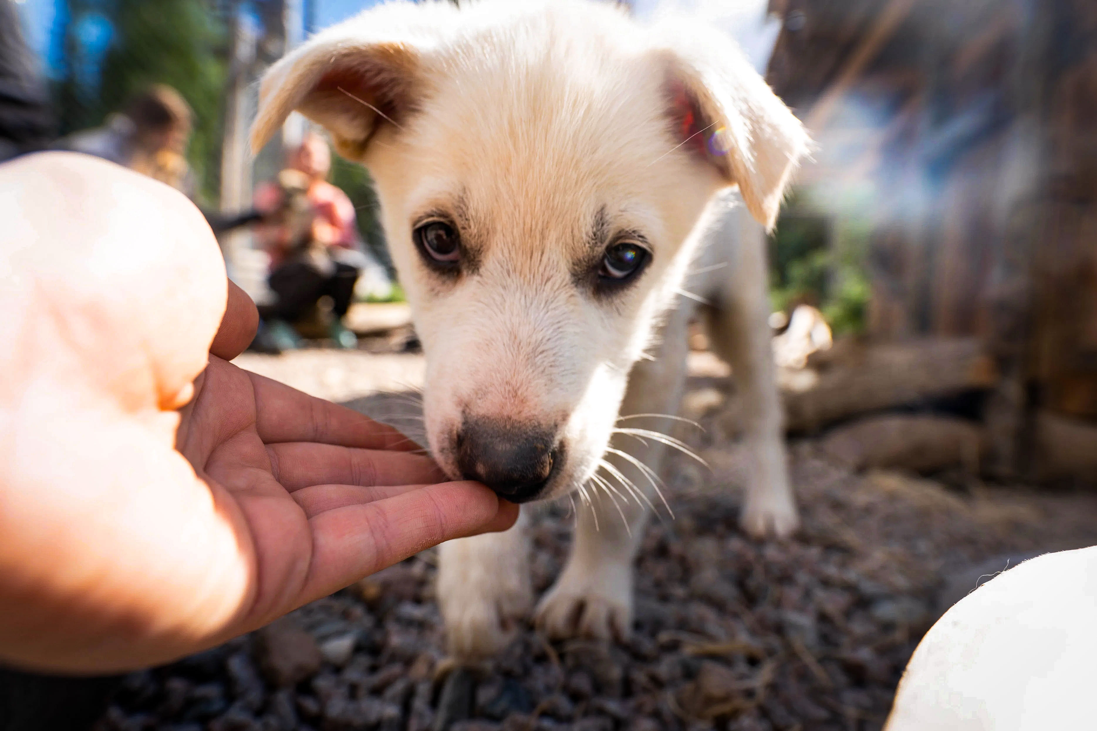 Having a great time with dogs...