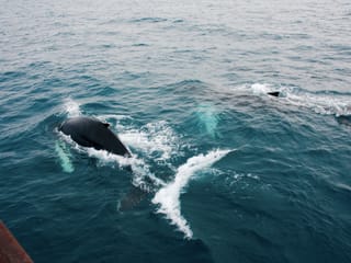 Best Value Whale Watching tour from Reykjavik, photo 33