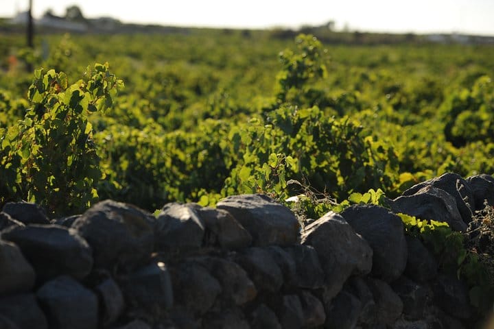 Santorini 5 Hour Private Oia Tour & Lunch/Dinner at a Local Farm