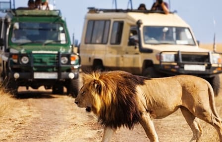 8-Day Private Wildlife Viewing and Chimpanzees Tracking Safari