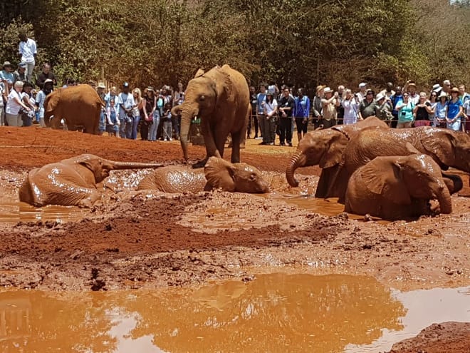 Day Tour: Giraffe Center and David Sheldrick Elephant Orphanage from Nairobi 6