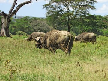4 Days, 3 Nights Safari – Lake Nakuru and Maasai Mara Safari