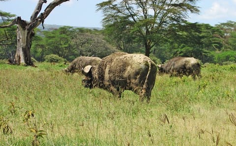 4 Days, 3 Nights Safari – Lake Nakuru and Maasai Mara Safari