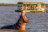 ST Lucia ISimangaliso Boat Safari and Emdoneni Wildcat Day Tour 1