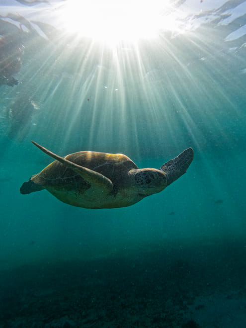 1.5 hours Snorkeling at Tulum's paradise reef