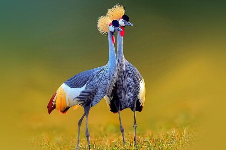 Private Day tour to Lake Mburo National Park