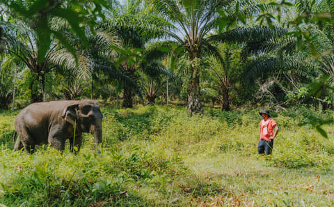 Khao Lak ATV Quad Bike with Waterfall and Lunch