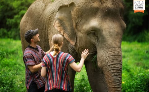 Chiang Mai Elephant Care and Conservation Volunteer Program