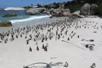 Penguins at the Boulders Beach