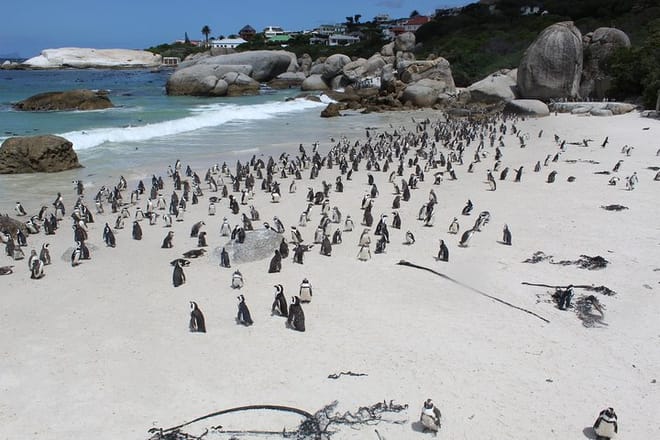 Penguins at the Boulders Beach