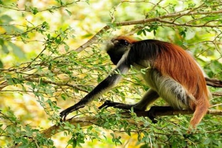 Zanzibar Prison Island, Jozani Forest and Salaam Cave Sea Turtles
