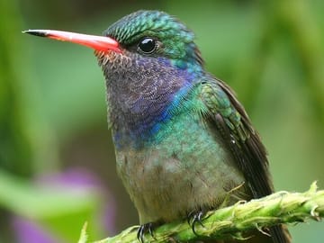 Private 3-Day Birdwatching Tour at Lake Bunyonyi, Uganda