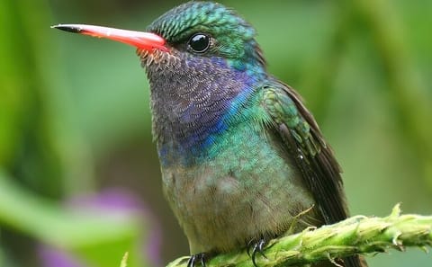 Private 3-Day Birdwatching Tour at Lake Bunyonyi, Uganda