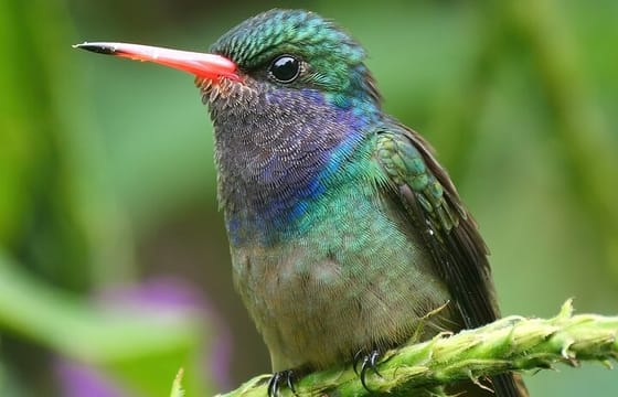 3-Day Private Birding Experience at Lake Bunyonyi