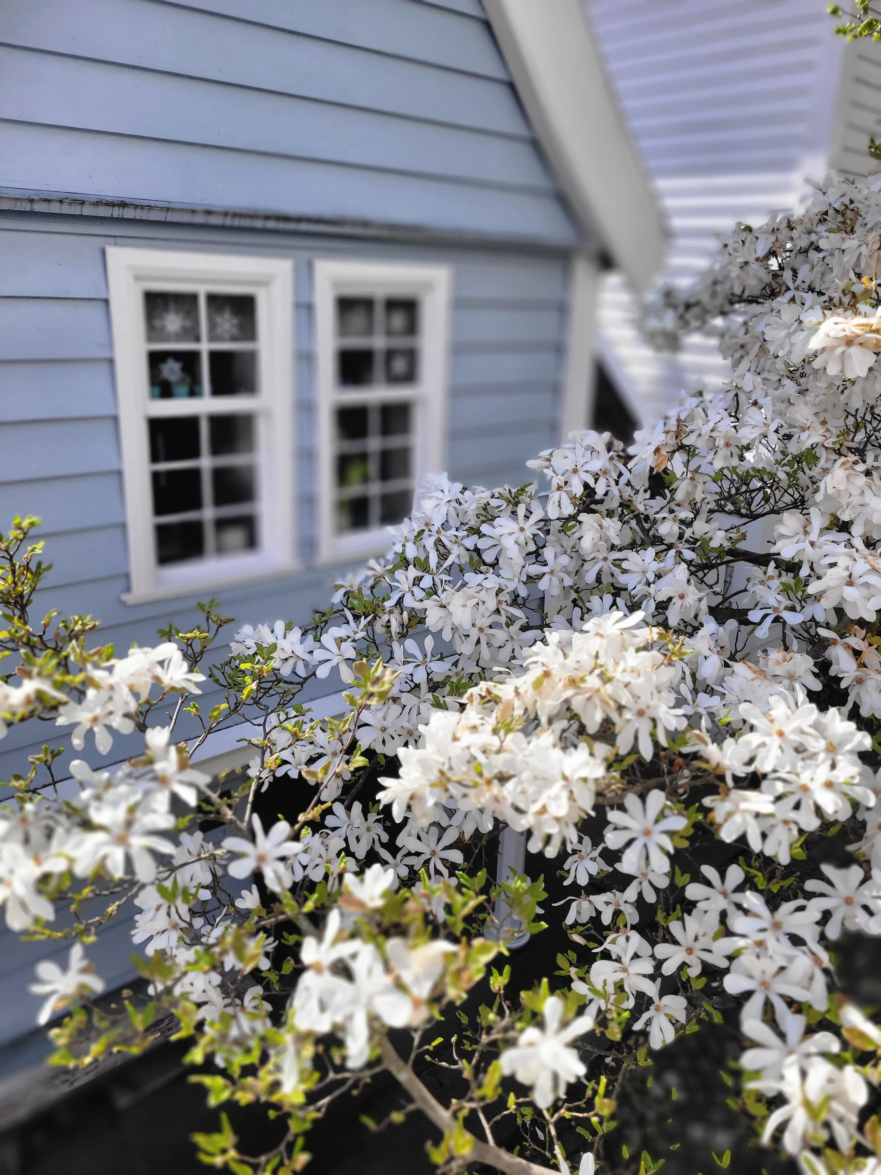 White blossoms frame a traditional Bergen house, showing the intimate details participants learn to notice and photograph.