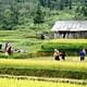 Authentic Sapa Trekking With Local Family Homestay (2d1n by bus)
