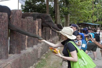 Elephant Sanctuary and Wildlife Tour in Lanchang, Malaysia