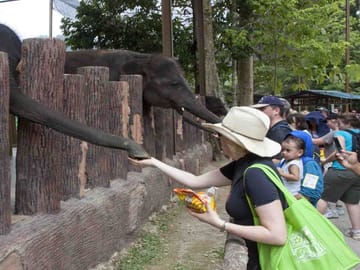 Elephant Sanctuary & Fireflies Combo Tour on Private Basis