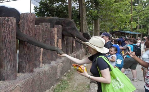 Elephant Sanctuary and Wildlife Tour in Lanchang, Malaysia