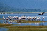 Serenade of the shore: birds at play.