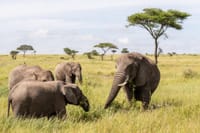 5-Day Tanzania Small Group Safari: Tarangire, Serengeti & Ngorongoro 9