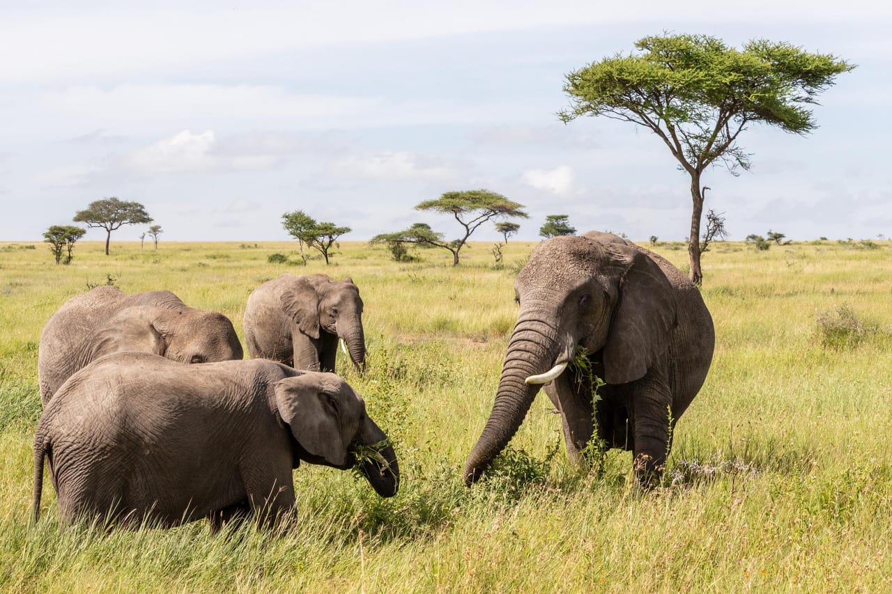 5-Day Tanzania Small Group Safari: Tarangire, Serengeti & Ngorongoro 9