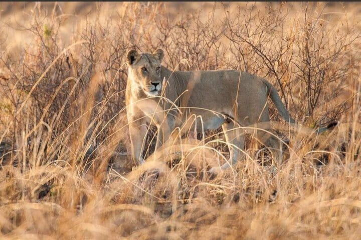 Zanzibar Swim, Snorkel & Feed Turtles at Baraka Aquarium