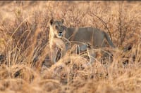 7 Days Zanzibar Holiday with Mikumi National Park Day Trip 1