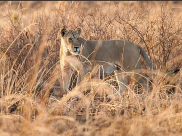 Zanzibar Holiday with Mikumi National Park Safari Day Trip