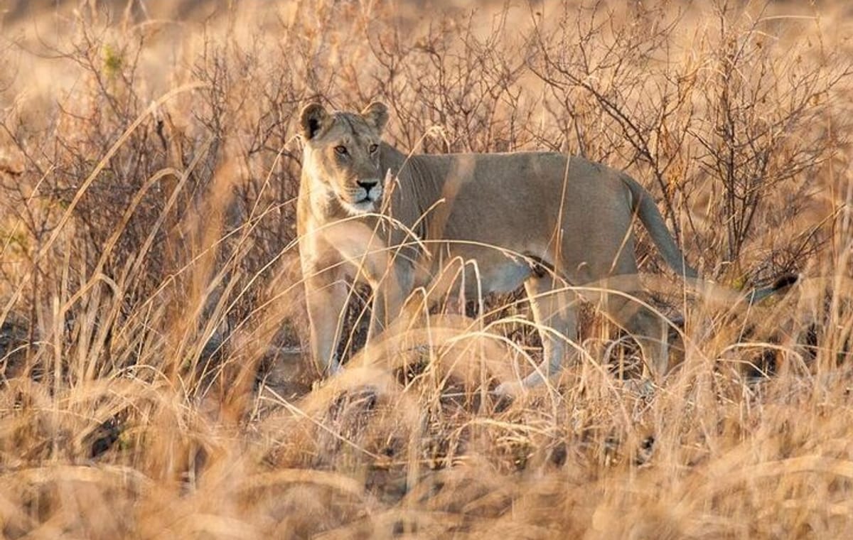 7 Days Zanzibar Holiday with Mikumi National Park Day Trip