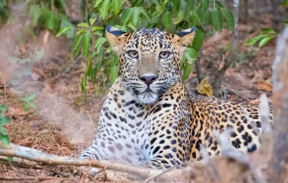 Three-Day Adventure Tour in Wasgamuwa National Park, Matale