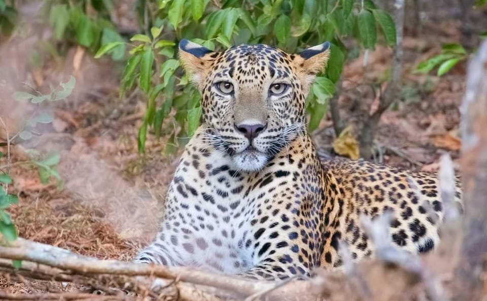 Three-Day Adventure Tour in Wasgamuwa National Park, Matale