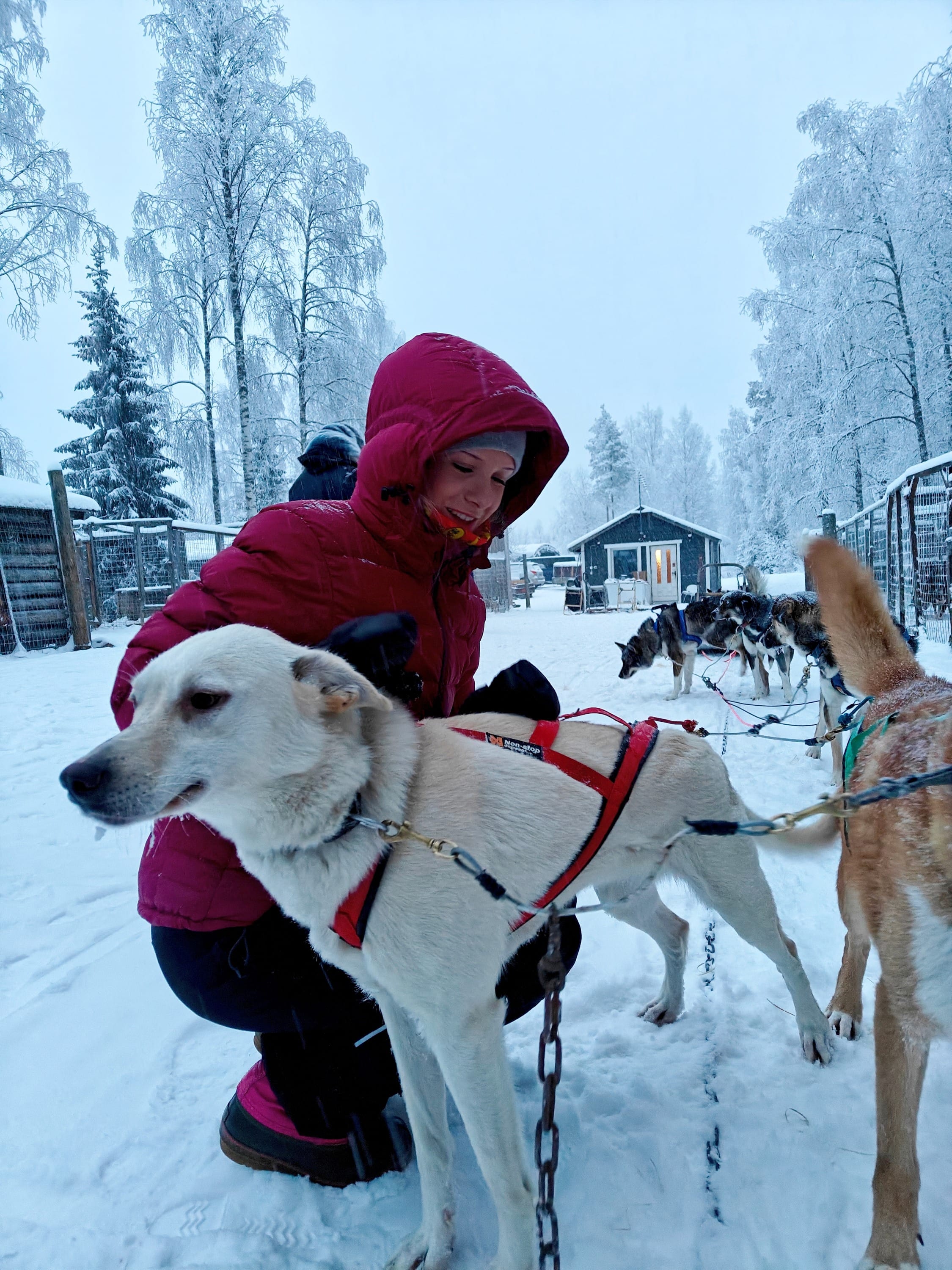 Guest petting a friendly husky — A guest petting a friendly husky at the farm.