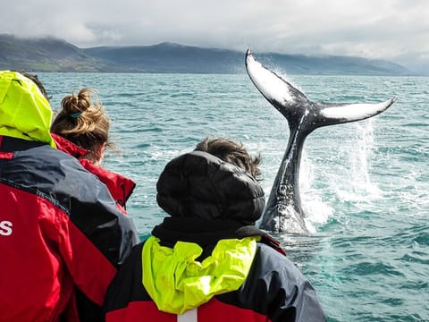 100% Whale Watching