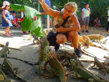 Interacting with Iguanas