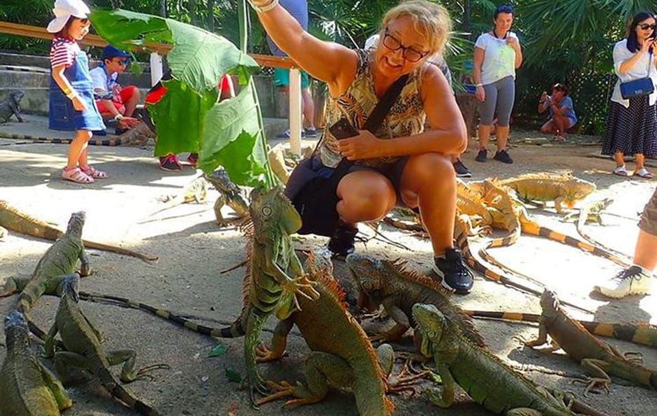 Snorkeling at Shipwreck and Blue Channel with Iguana Farm Tour