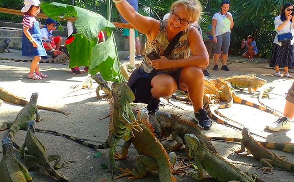 Snorkeling at Shipwreck and Blue Channel with Iguana Farm Tour