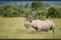 Happens at Olpejeta