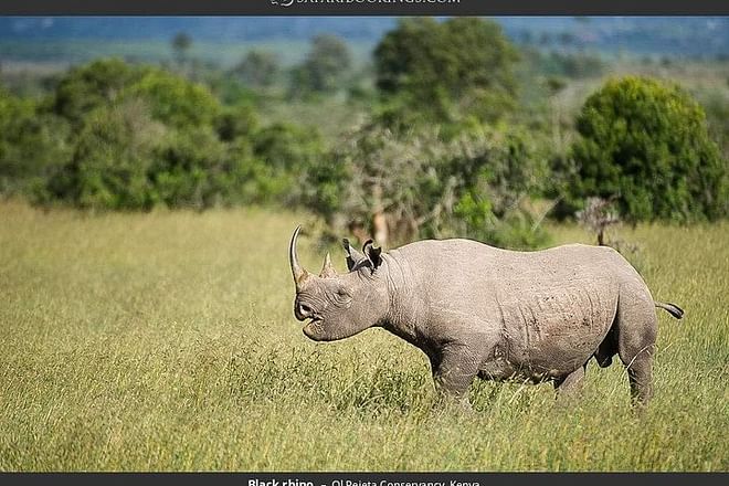 Ol Pejeta Conservancy Day Tour from Nairobi