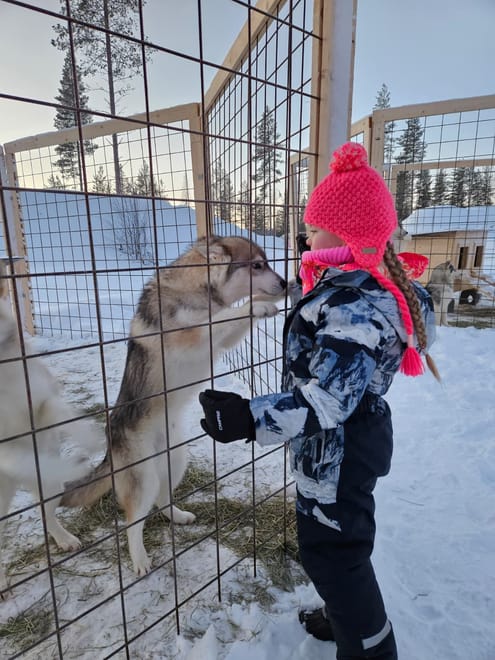 Husky Farm Visit & Sled Ride Experience 8