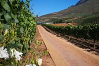 Drive through the vineyards