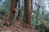 Himalayan Highlights: Chisapani, Nagarkot & Changunarayan Trek 8