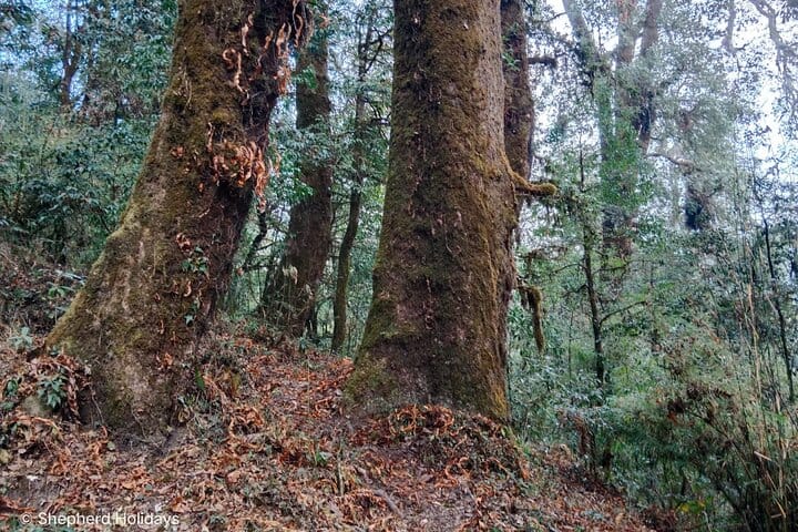 Himalayan Highlights: Chisapani, Nagarkot & Changunarayan Trek 8