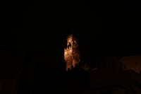 Golf Cart Tour: Firenze di Notte 7
